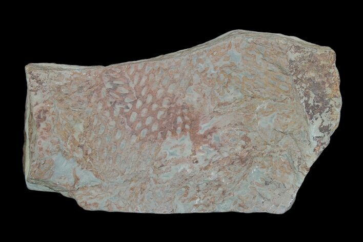 Ordovician Graptolite (Araneograptus) Plate - Morocco #174324